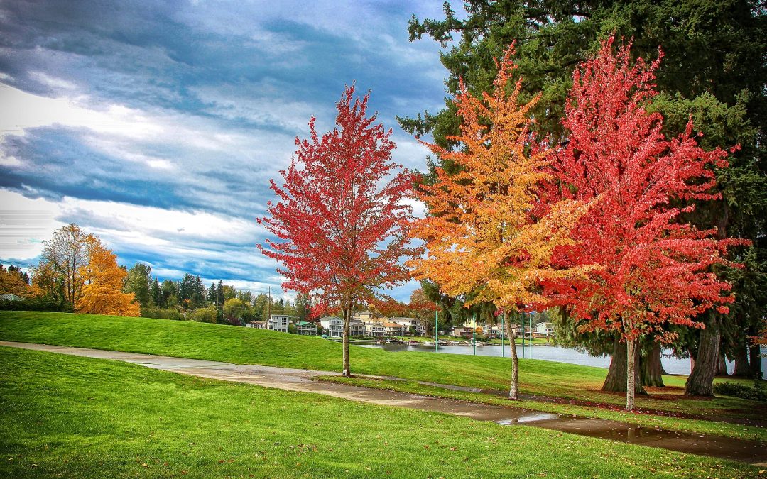 Lake Meridian Kent Washington autumn shoreline with fall foliage and residential homes visible across the water